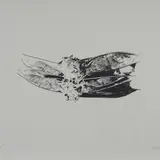 Mario Becchis, Without title, Lithography - mm.