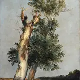 Consalvo Carelli, Tree