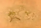 Piero Vignozzi, Flowers, Mixed technique on paper