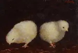 Emanuele Costa, Chicks
