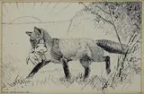Eugen Osswald, Fox with puppy, Sign at the bottom to the left.