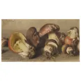Giorgio Lucchesi, Still Life With Mushrooms