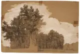Odoardo Borrani, Study Of Trees, black chalk heightened with white