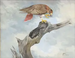 Travis Keese, Hawk on Perch, oil on canvas