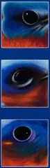 Paul Plante, Paul Plante Am. (21st Century) "Eastern Bluebird", Oil pastel on paper