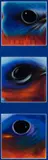 Paul Plante, Paul Plante Am. (21st Century) "Eastern Bluebird", Oil pastel on paper
