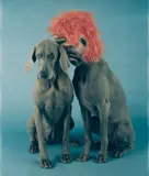 William Wegman, Secret Saying, 1994, Polaroid