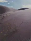 Eliot Porter, Sunflower & Sand Dune, Colorado, 1959 Dye transfer