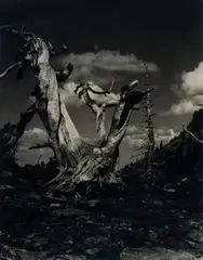 Juniper Tree by Edward Weston, 1937, Photograph, offered Mar 2022