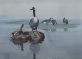 Roy Martell Mason, Canada Geese Resting