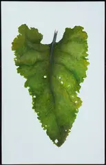 Burdock Leaf (Summer) by Marlene Ekola Gerberick, 2003, Oil on paper laid on canvas, offered Aug 2020