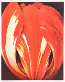 Tim Maguire, Closed Tulip, 2002, lithograph printed in colors