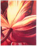 Tim Maguire, Title: Open Tulip, 2002, lithograph printed in colors, dimensions: