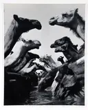 Harold Corsini, Camels at the Stream, taken c.1940s, original, photograph print