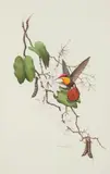 Hummingbird Drinking Nectar by Etienne Demonte, 1985, watercolor and gouache on paper, offered Jun 2026