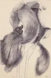 Leonard Baskin, An Iris for Lisa, 1970, etching with aquatint on paper