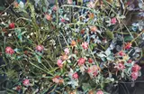 Flowering Hedge by Grace Runnette Clark, 1982, watercolor, offered May 2026