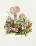 Lepista Muda by Janet Porvers Wehr, 1989, watercolor and gouache, offered May 2026