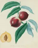 The Pitmaster Orange Nectarine, hand colored stipple by William Hooker, engraving, offered May 2026