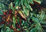 Grace Runnette Clark, Garden Study, oil on canvas
