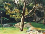 James P. Nelson, (American, born 1949), Juniper Tree Late Afternoon, 2001, watercolor on paper
