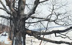 Charles Pitcher, (American, 1927-2009), Winter Oak, 1984, (P-689), ink and wash drawing on museum board