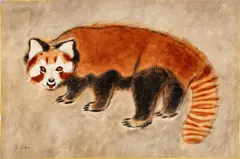 Charles Culver, Untitled, Watercolor And Pastel on Thick Wove Paper Ca. 1950, "Lesser Panda (Red Panda)"