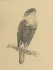 Untitled by Charles R. Knight, Pencil Drawing on Paper, 1909, "Crested Caracara", offered Sep 2024