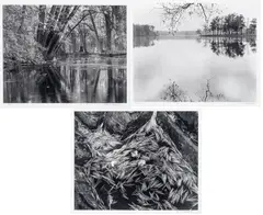 Silver Gelatin Prints by Dennis Greaney, on Paper, offered Sep 2024