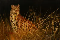 Steve Rogers, Untitled, Oil on Canvas, "The Leopard Hunts Alone"