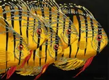 Jorge Fernandini, Untitled, Watercolor And Ink on Paper, "Tropical Fish"