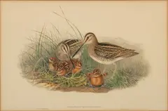 Colored by John Gould, Lithograph "Gallinago Scolopacinus", offered Sep 2024