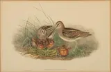 John Gould, Colored, Lithograph "Gallinago Scolopacinus"