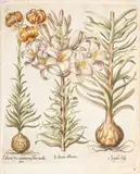 Basil Besler, Hand Colored