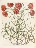 Basil Besler, Hand Colored