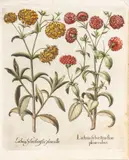 Basil Besler, Hand Colored
