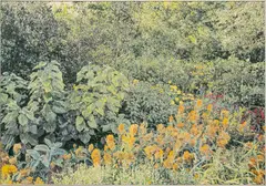 William Nichols, Untitled, Acrylic on Canvas 1980, Whitnall Park