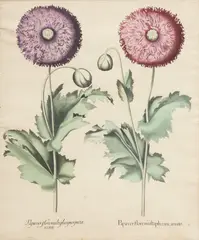 Hand Colored by Basil Besler, Engraving on Laid Paper 1613, offered May 2024