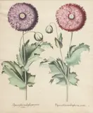 Basil Besler, Hand Colored