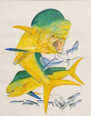 Untitled by Guy Harvey, Watercolor And Ink on Paper, "Dolphin", offered May 2024