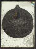 Terry Winters, Untitled, Lithograph in Colors on Paper 1987, "Untitled (An Instructive Eye)"