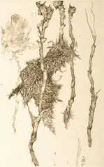 Untitled by Juvenal Sansó Garrit, Etching on Paper "Fleurs Et Racines", offered Mar 2024