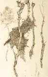 Juvenal Sansó Garrit, Untitled, Etching on Paper "Fleurs Et Racines"