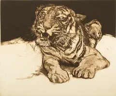 Jack Coughlin, Untitled, Etching on BFK Rives Paper, "Tiger"