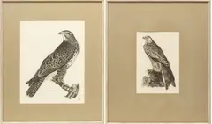 Prideaux John Selby, Engravings, on Paper