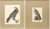 Engravings by Prideaux John Selby, on Paper, offered Jan 2024