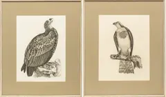 Prideaux John Selby, Etchings, on Paper