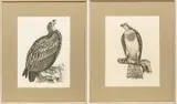 Etchings by Prideaux John Selby, on Paper, offered Nov 2023