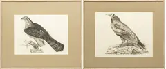 Prideaux John Selby, Engravings, on Paper