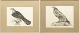 Engravings by Prideaux John Selby, on Paper, offered Nov 2023